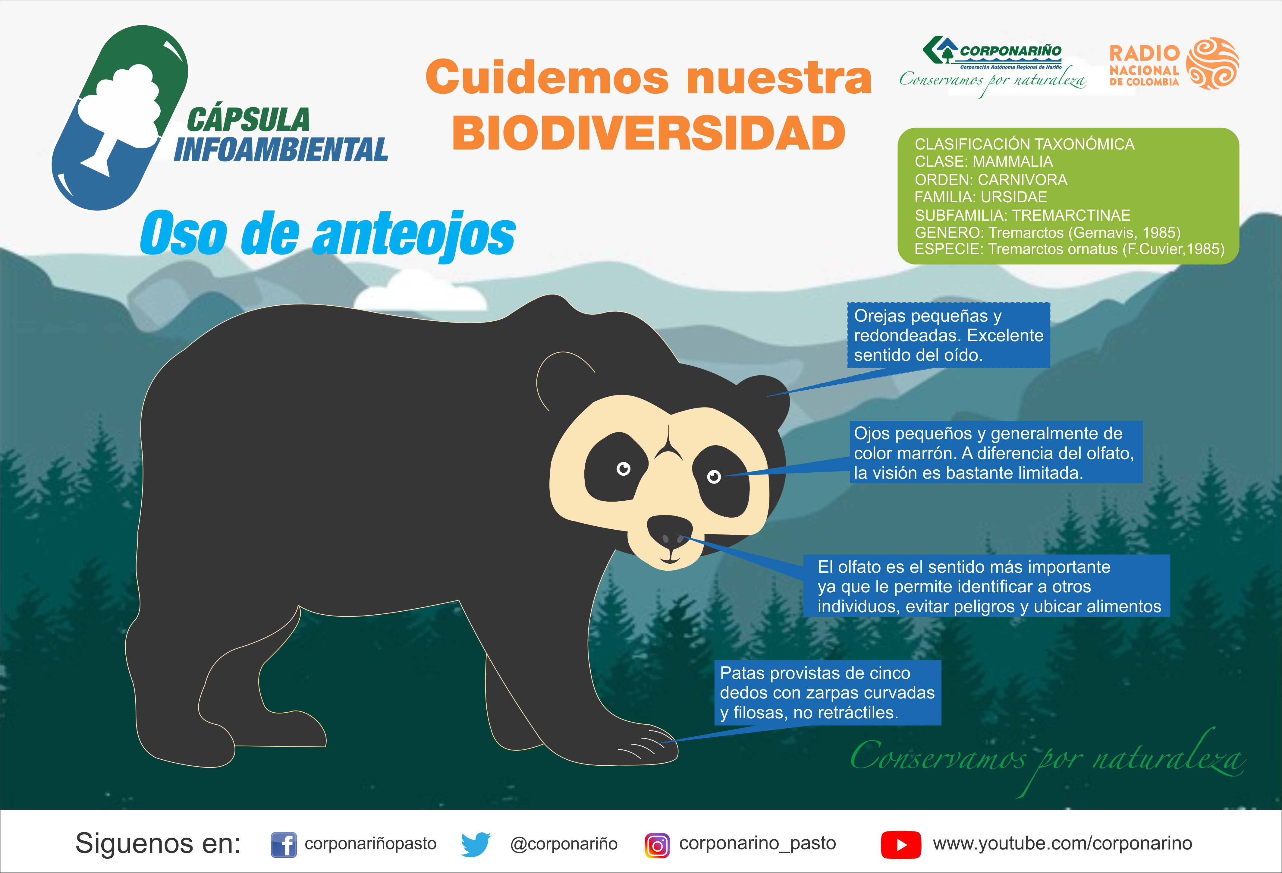 Capsula-Infoambiental-Oso-Anteojos