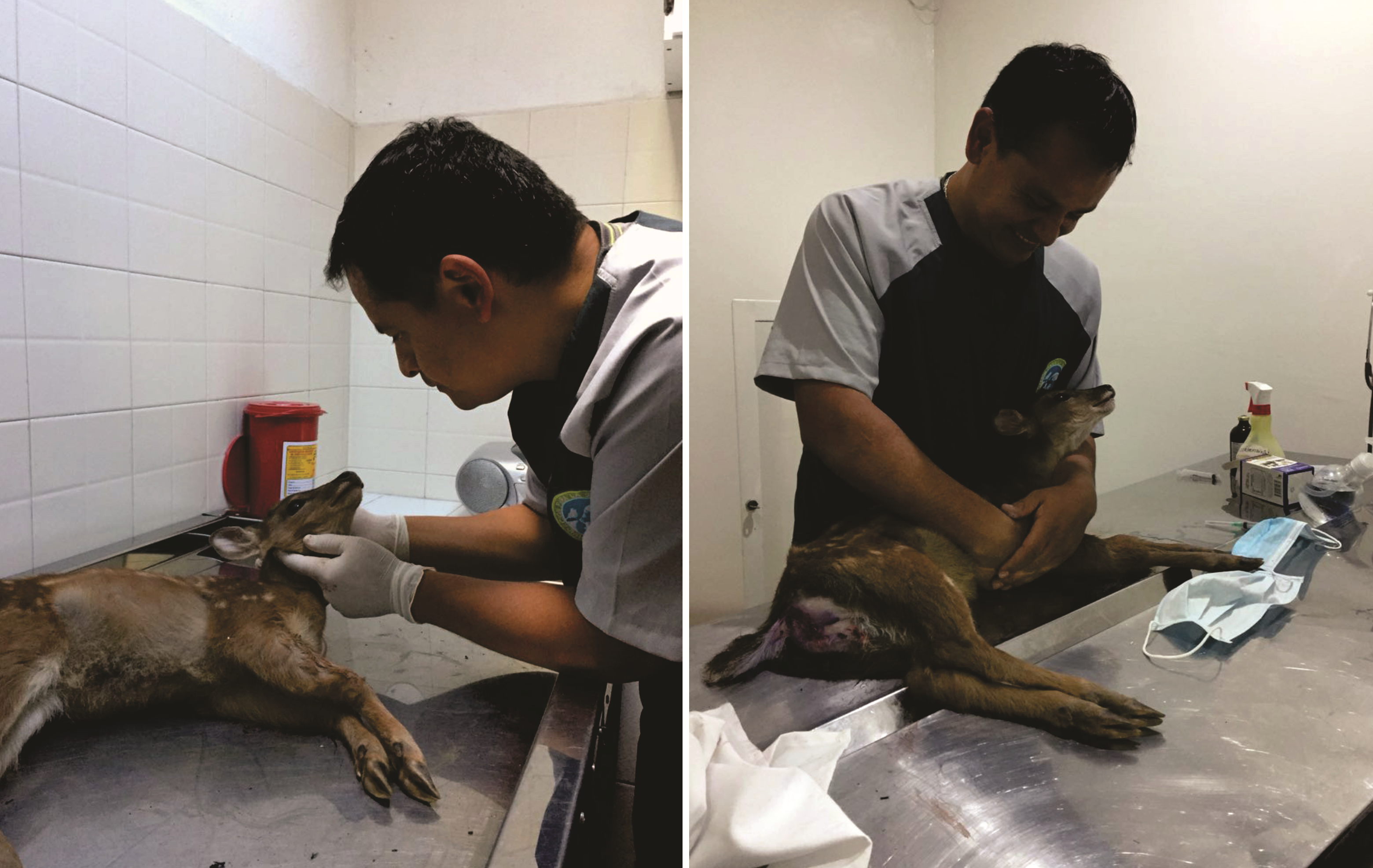 RESCATE FAUNA SILVESTRE