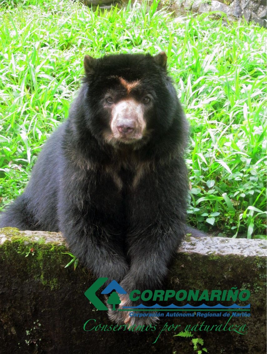 PRESERVACIÓN OSO DE ANTEOJOS