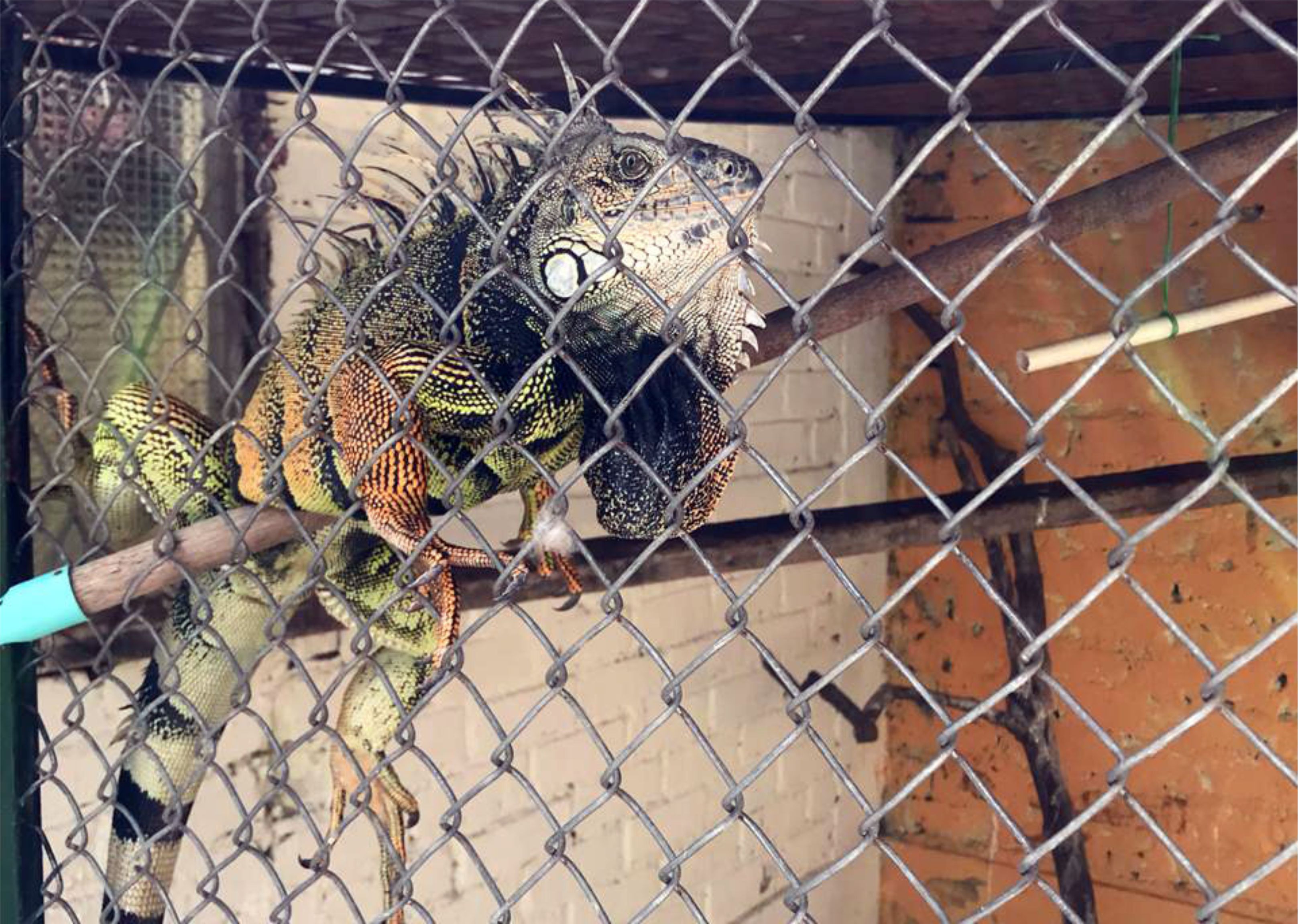 MUNICIPIO DE LA UNION Rescate de Iguana Verde