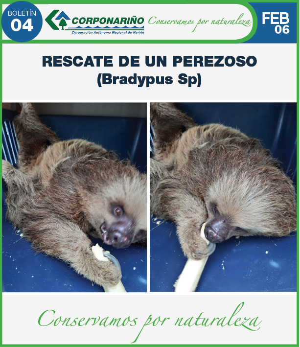 LA UNIÓN Rescate de un Perezoso