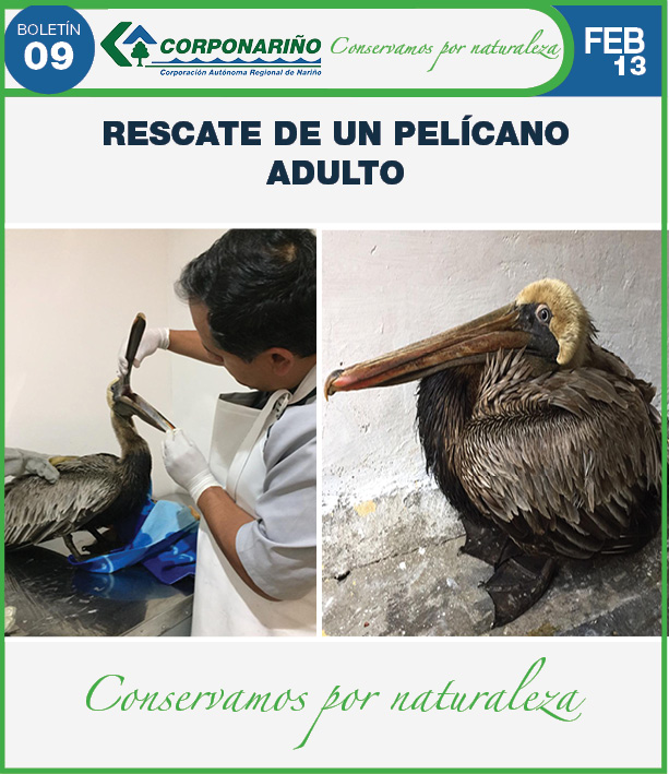 RESCATE de un Pelícano Adulto
