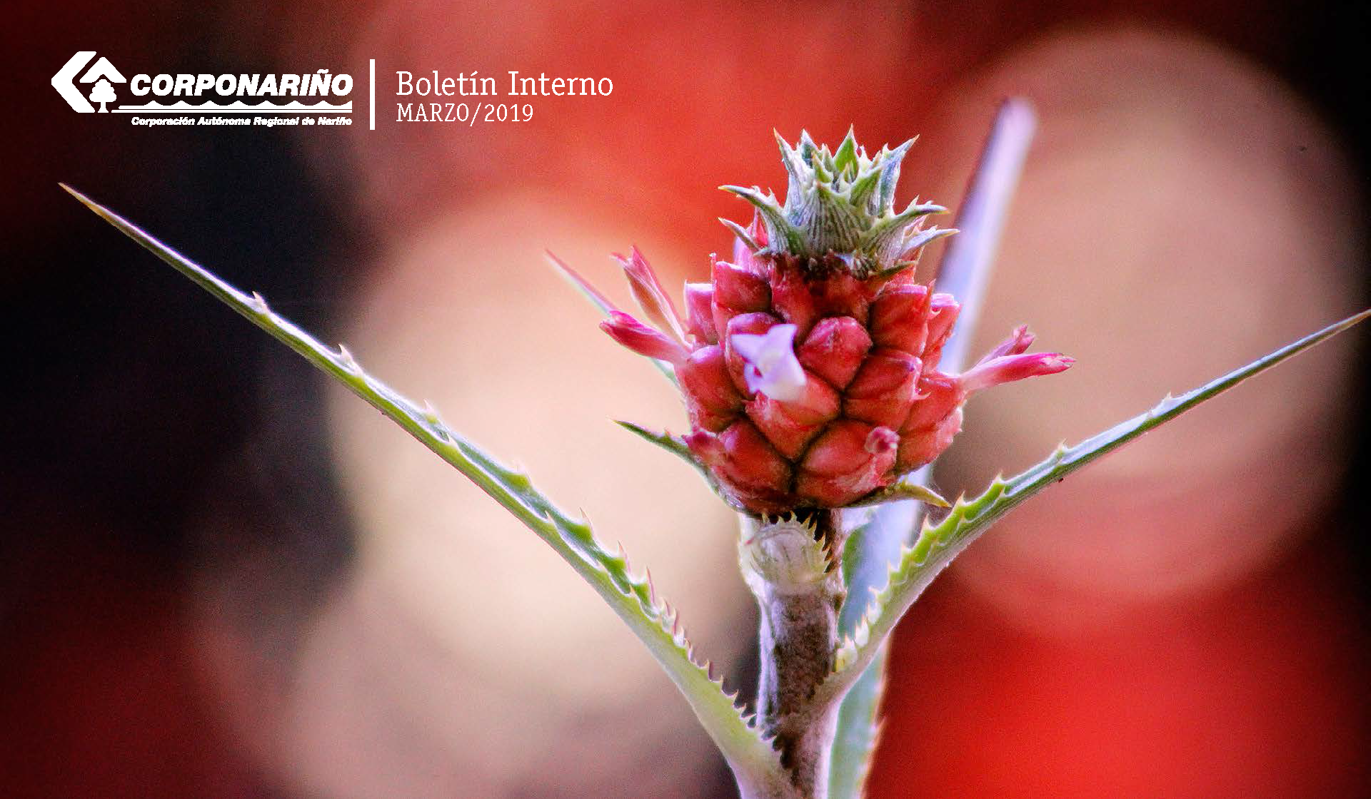 BOLETÍN Interno Marzo 2019