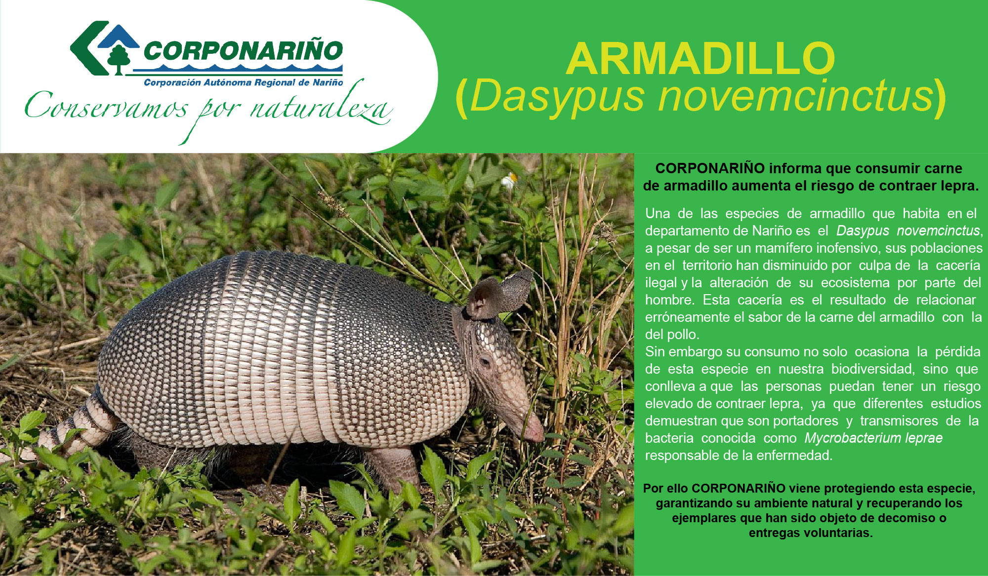 CORPONARIÑO Comunicado Armadillo