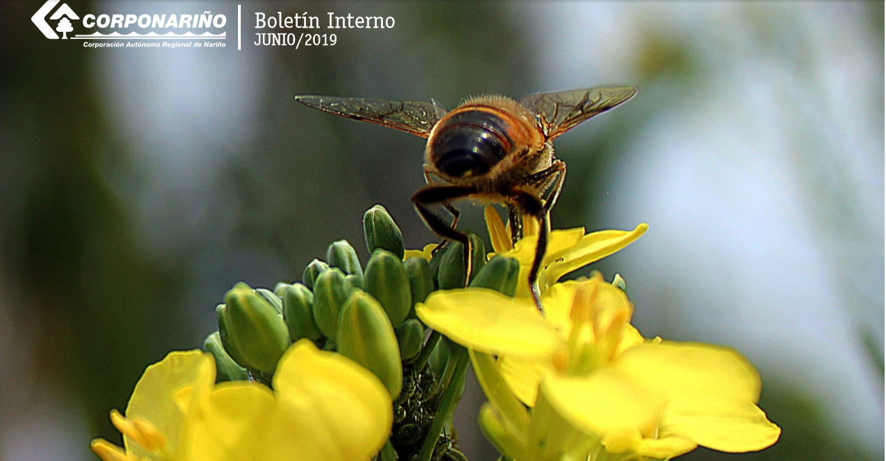 BOLETÍN Boletin Interno Junio